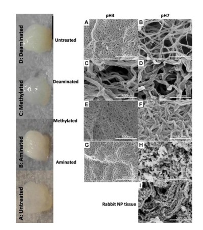 探索改性纳米胶原蛋白在组织工程领域中的应用