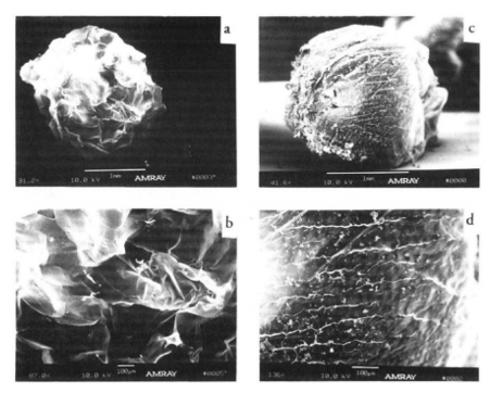 以胶原蛋白作为安全高效的纳米载体
