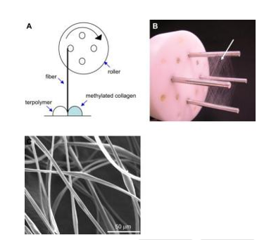 开发具有3D结构的胶原基纳米支架用于增强细胞功能