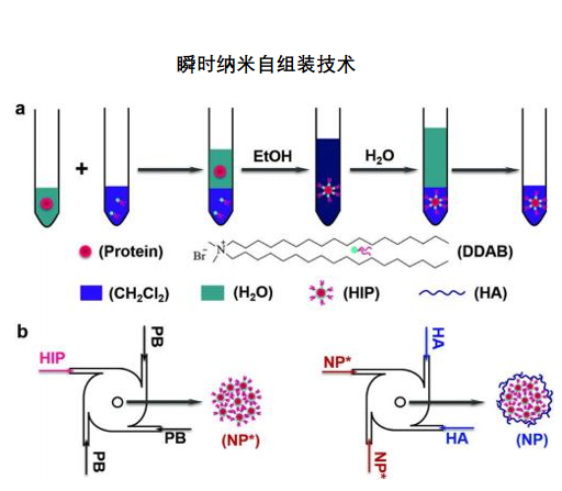 纳米胶原蛋白制备的技术开发